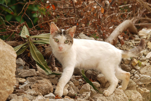 Thị trấn cổ kính trên đảo Rhodes